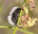 Dasymutilla nocturna - photo 2