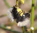 Dasymutilla nocturna - photo 3