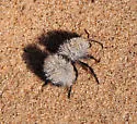 Dasymutilla nocturna - photo 4