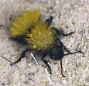 Dasymutilla nocturna - photo 5