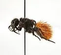 Dasymutilla nogalensis