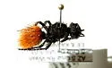 Dasymutilla nogalensis - photo 2