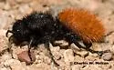 Dasymutilla nogalensis - photo 3