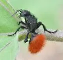 Dasymutilla nogalensis - photo 4