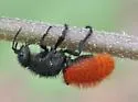 Dasymutilla nogalensis - photo 5