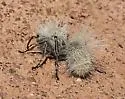 Dasymutilla pseudopappus - photo 2