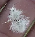 Dasymutilla pseudopappus - photo 3