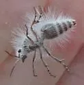 Dasymutilla pseudopappus - photo 4