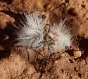 Dasymutilla pseudopappus - photo 5