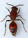 Dasymutilla rubicunda