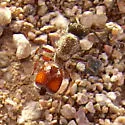 Dasymutilla saetigera - photo 4