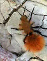 Dasymutilla satanas - photo 3