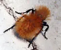 Dasymutilla satanas - photo 4