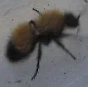 Dasymutilla scitula - Dasymutilla scitula