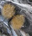 Dasymutilla scitula - photo 2