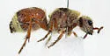 Dasymutilla sicheliana