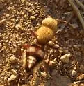 Dasymutilla snoworum - photo 3