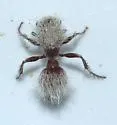 Dasymutilla thetis - photo 2