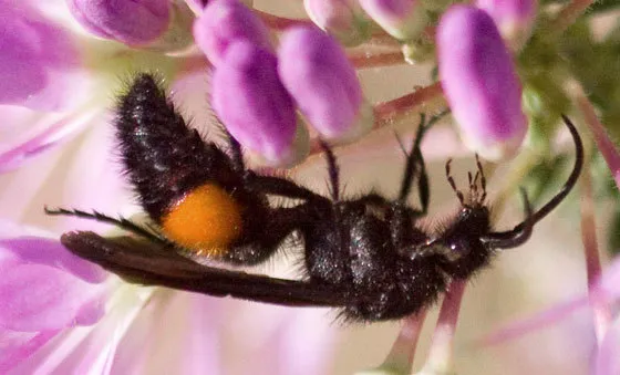 Dasymutilla ursus