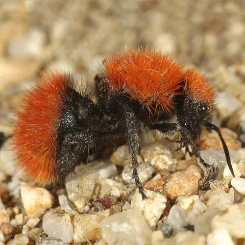 Dasymutilla vestita - photo 2