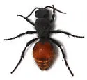 Dasymutilla waco - Dasymutilla waco