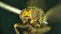 Dasyopa latifrons - photo 2
