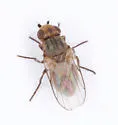 Dasyopa latifrons - photo 3