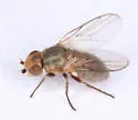 Dasyopa latifrons - photo 4