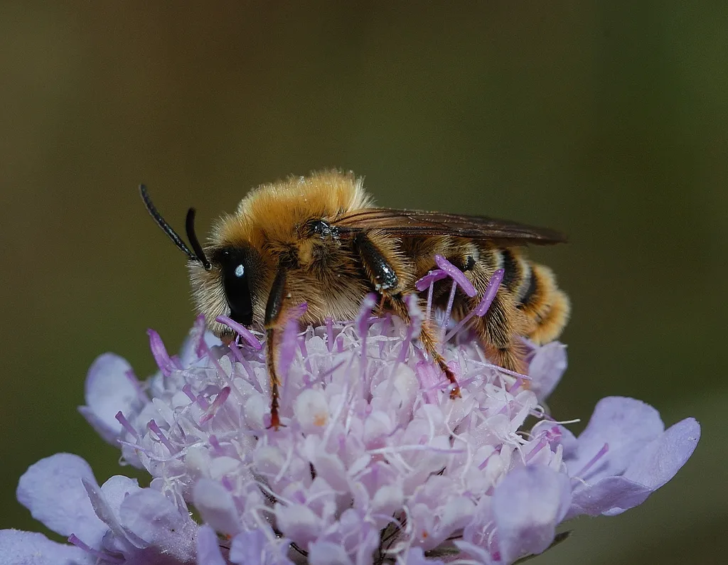 Silvery Pantaloon Bee