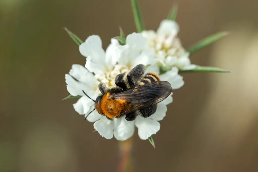 Dasypoda braccata - photo 2