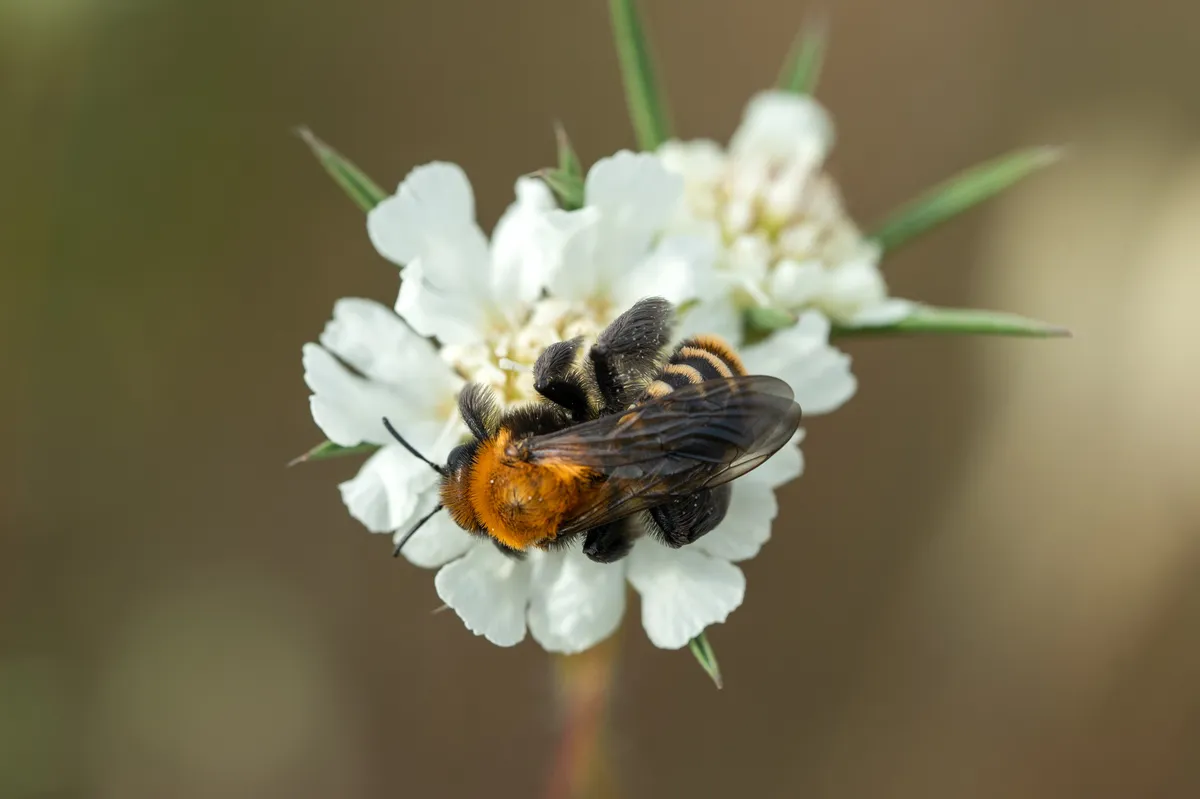 Dasypoda braccata - photo 3