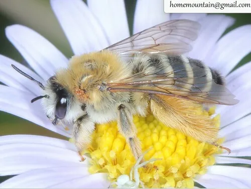 Chinese Pantaloon Bee
