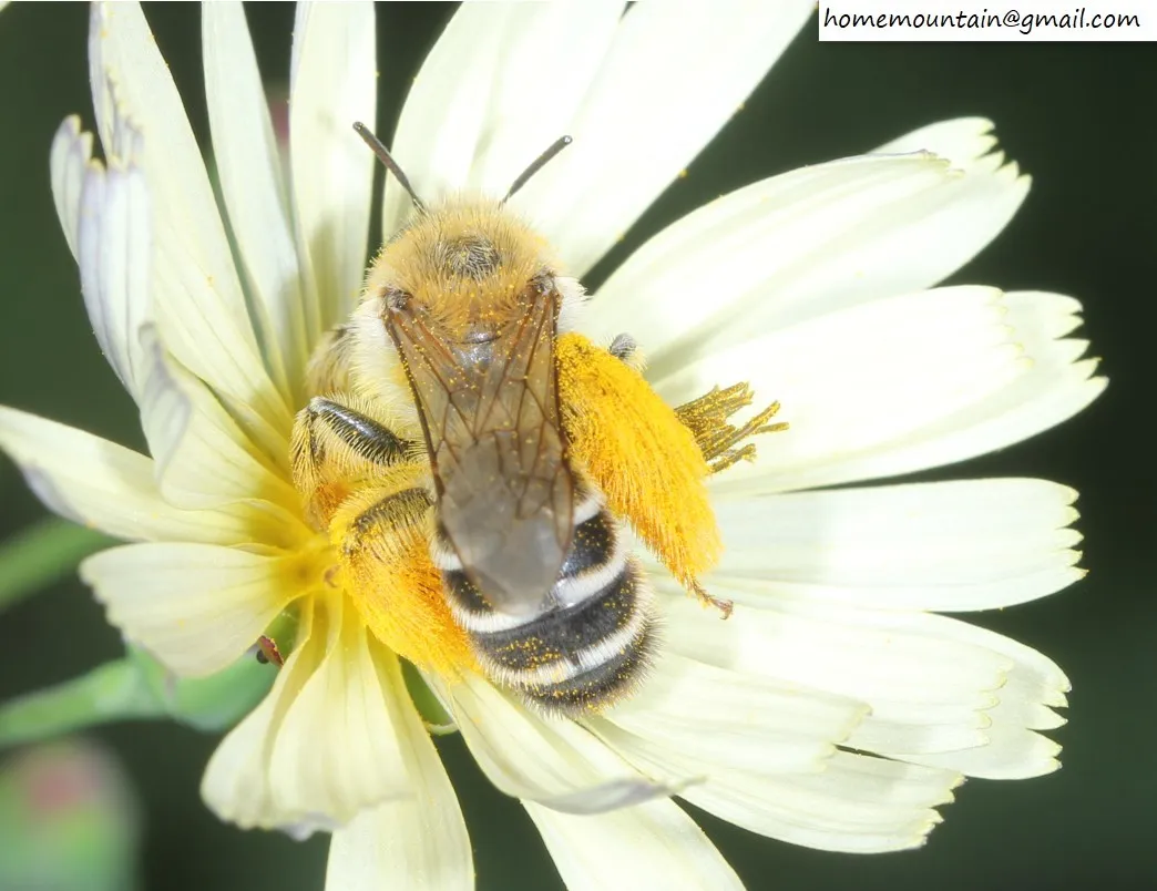 Japanese Pantaloon Bee - photo 3