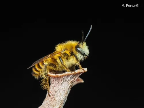 Dasypoda sinuata