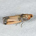 Dasypyga alternosquamella - Hodges#5730