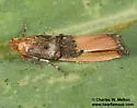 Dasypyga alternosquamella - Hodges#5730 - photo 4