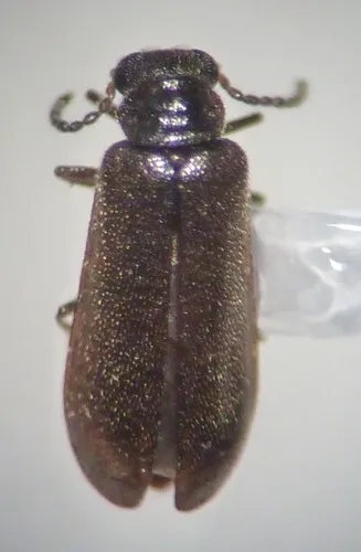 Dasyrhadus impressicollis