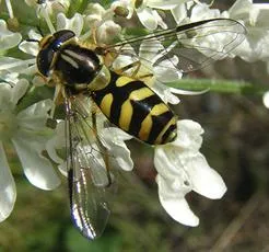 Dasysyrphus albostriatus