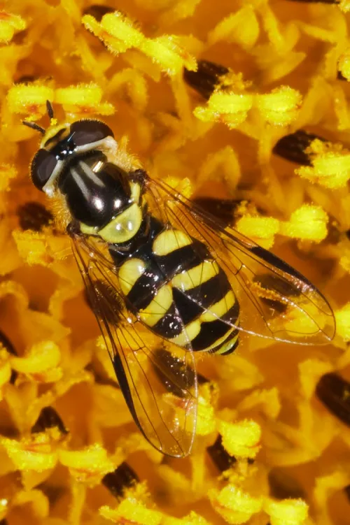 Dasysyrphus albostriatus - photo 2