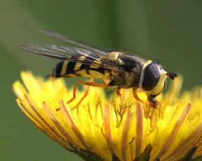 Dasysyrphus albostriatus - photo 3