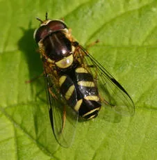 Dasysyrphus albostriatus - photo 4