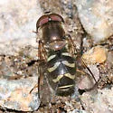 Dasysyrphus creper