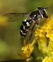 Dasysyrphus creper - photo 2