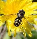 Dasysyrphus creper - photo 3