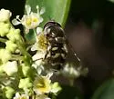 Dasysyrphus creper - photo 4