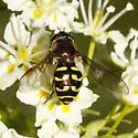 Dasysyrphus creper - photo 5