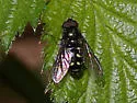 intrudens complex