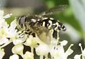 intrudens complex - photo 3
