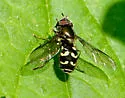 intrudens complex - photo 4
