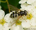 Dasysyrphus laticaudus